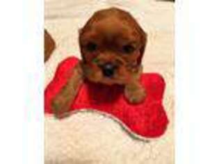 Cavalier King Charles Spaniel Puppy for sale in Manchester, IA, USA