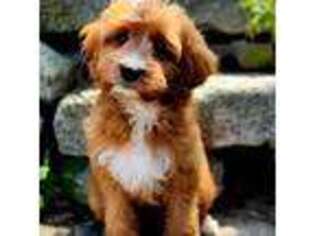 Mutt Puppy for sale in Concord, NH, USA