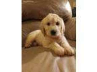 Goldendoodle Puppy for sale in Somerville, AL, USA