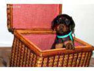 Doberman Pinscher Puppy for sale in Montpelier, IN, USA