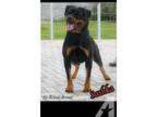Rottweiler Puppy for sale in LEBANON, OR, USA