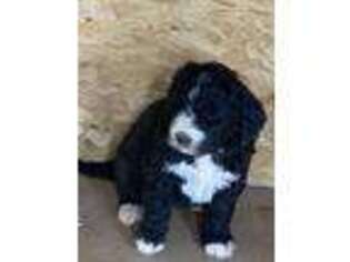 Saint Berdoodle Puppy for sale in Goodland, KS, USA