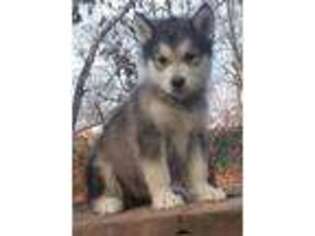 Alaskan Malamute Puppy for sale in Wading River, NY, USA