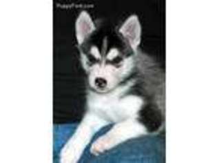 Siberian Husky Puppy for sale in Toledo, OH, USA