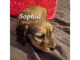 Dachshund Puppy for sale in Wytheville, VA, USA