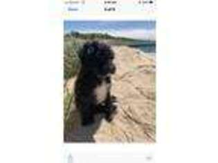 Portuguese Water Dog Puppy for sale in Pentwater, MI, USA