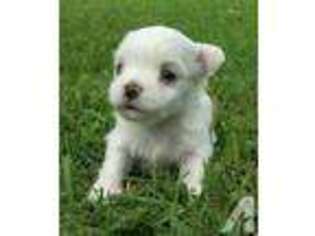 Maltese Puppy for sale in HALLETTSVILLE, TX, USA