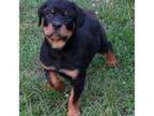 Rottweiler Puppy for sale in Ridgeville, SC, USA