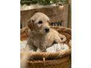 Goldendoodle Puppy for sale in Fortine, MT, USA