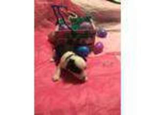 Mutt Puppy for sale in Round Mountain, TX, USA