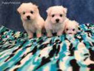 Maltese Puppy for sale in Great Falls, VA, USA