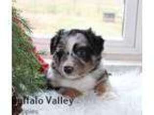 Australian Shepherd Puppy for sale in Lewisburg, PA, USA