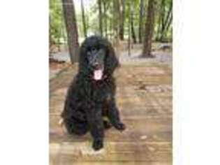 Mutt Puppy for sale in High Springs, FL, USA