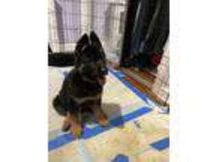 German Shepherd Dog Puppy for sale in Valley Stream, NY, USA
