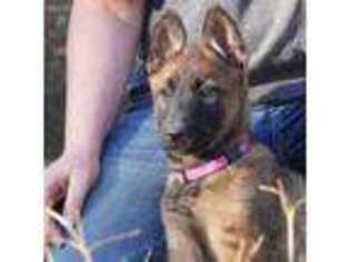 Belgian Malinois Puppy for sale in Mammoth Spring, AR, USA