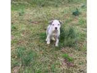 American Staffordshire Terrier Puppy for sale in Byron, GA, USA