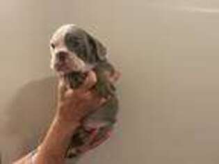 Olde English Bulldogge Puppy for sale in Saint Augustine, FL, USA