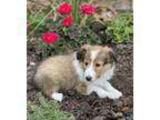 Shetland Sheepdog Puppy for sale in Middlesex, NY, USA