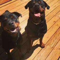Rottweiler Puppy for sale in Athens, GA, USA