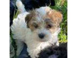 Havanese Puppy for sale in Edgewater, FL, USA
