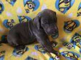 Great Dane Puppy for sale in Mangum, OK, USA