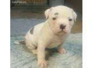 American Bulldog Puppy for sale in Kinmundy, IL, USA