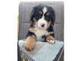 Bernese Mountain Dog Puppy for sale in Millbury, OH, USA