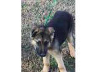 German Shepherd Dog Puppy for sale in Chesterfield, VA, USA