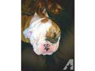 Bulldog Puppy for sale in WINSTON SALEM, NC, USA
