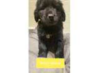 Newfoundland Puppy for sale in Vincennes, IN, USA