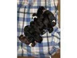 Portuguese Water Dog Puppy for sale in Ogden, UT, USA