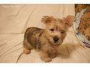 Cairn Terrier Puppy for sale in Hopewell, VA, USA