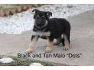 German Shepherd Dog Puppy for sale in Pinckneyville, IL, USA
