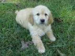 Golden Retriever Puppy for sale in New London, NC, USA