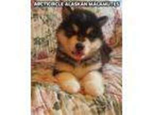 Alaskan Malamute Puppy for sale in Ames, IA, USA