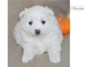American Eskimo Dog Puppy for sale in Joplin, MO, USA