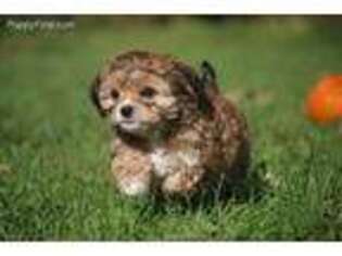 Cavachon Puppy for sale in Cedar Springs, MI, USA