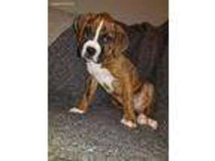 Boxer Puppy for sale in Palos Park, IL, USA