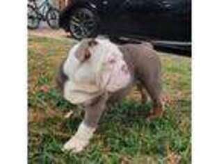 Bulldog Puppy for sale in South Houston, TX, USA