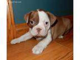 Boston Terrier Puppy for sale in Charlotte, MI, USA