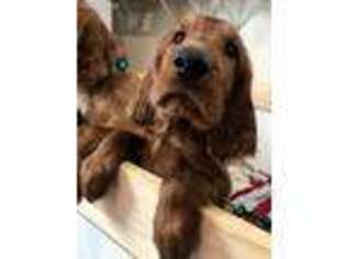 Irish Setter Puppy for sale in Wilmington, OH, USA