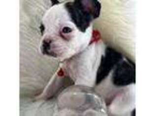 French Bulldog Puppy for sale in Aurora, CO, USA