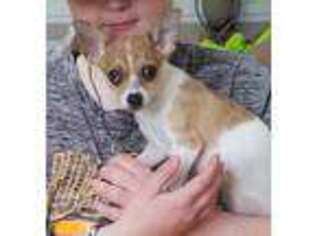 Chihuahua Puppy for sale in Purdy, MO, USA