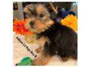 Yorkshire Terrier Puppy for sale in Ortonville, MI, USA