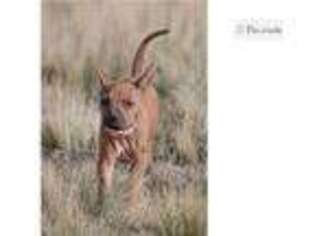 Rhodesian Ridgeback Puppy for sale in Colorado Springs, CO, USA