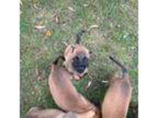 Belgian Malinois Puppy for sale in Westerville, OH, USA