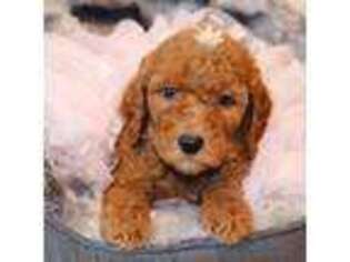 Goldendoodle Puppy for sale in Hermiston, OR, USA