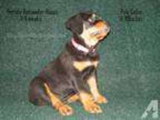 Rottweiler Puppy for sale in ANZA, CA, USA