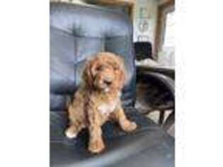 Goldendoodle Puppy for sale in Stewartville, MN, USA