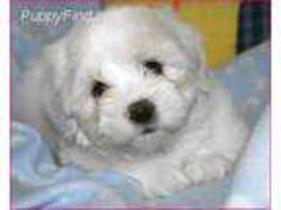 Coton de Tulear Puppy for sale in Chesapeake, VA, USA